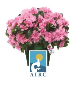 Domenica 13 maggio torna a Limbiate l’Azalea della Ricerca