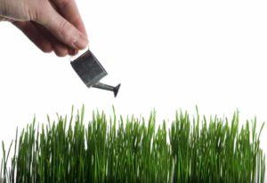 Manutenzione del verde pubblico