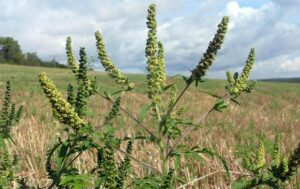 Ambrosia: obbligo di sfalcio – Ordinanza del Sindaco