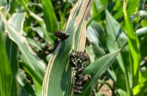 Popillia japonica – informazioni e misure di contenimento