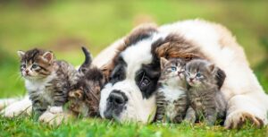 Animali da compagnia – Informativa