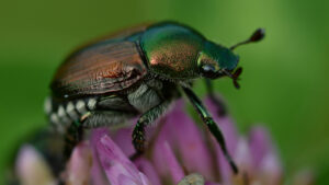 Popillia japonica – informazioni e misure di contenimento