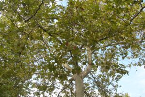 Chiusura via Garibaldi nei giorni 29 e 30 agosto – Ordinanza di Regione Lombardia